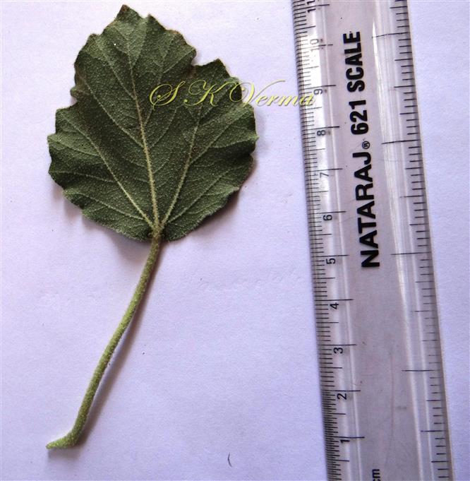  Leaf-Abaxial view